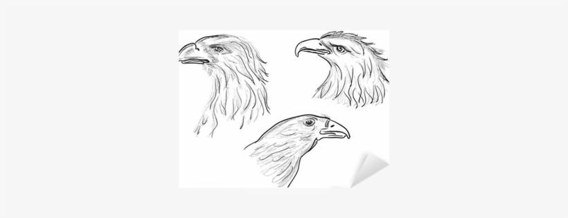 Three Eagle Head Sketches Isolated On White Sticker - Sketch, transparent png