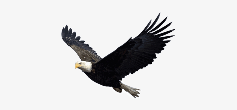 Flying Eagle - Eagles Png, transparent png