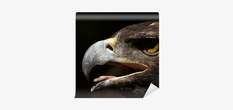 Golden Eagle, transparent png