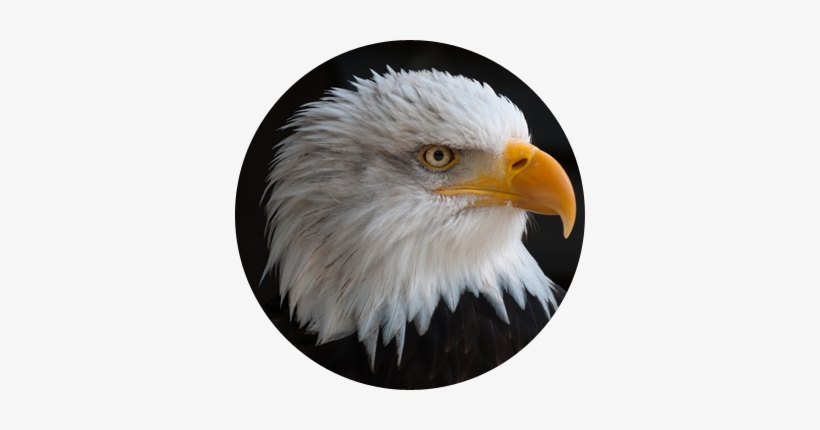 Eaglehead - Png Transparent Eagle Png, transparent png
