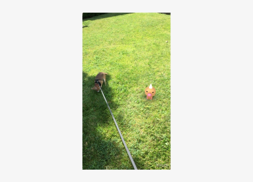 Ahgemhhqdgvyvgnor7nc - Pokemon Go On Grass, transparent png