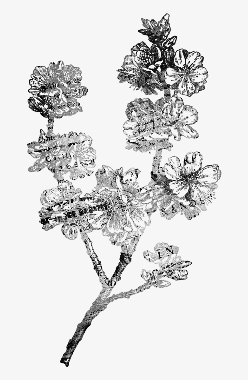 Flower, Antique, Scrap, Vintage, Old, Paper, Scrapbook - Vintage Flower Illustration Black And White Png, transparent png