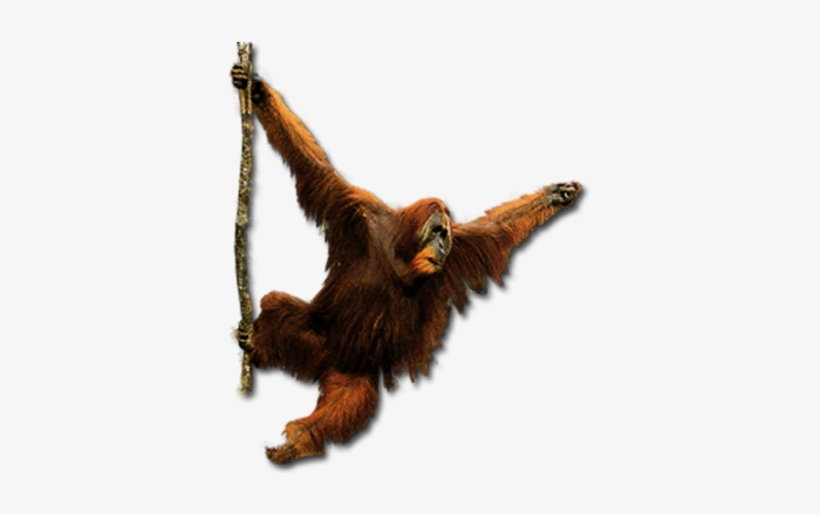 Gorilla - Orangutan Png, transparent png