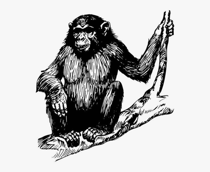Ape Clipart, transparent png