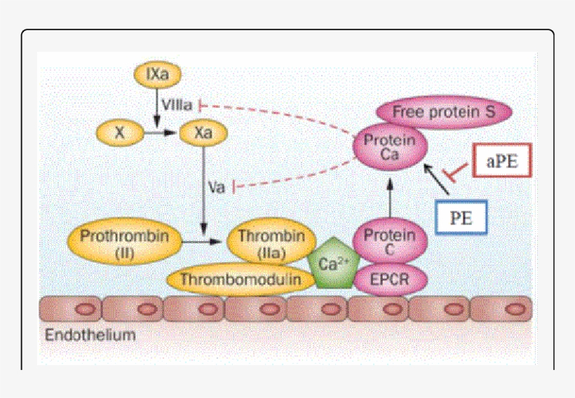 Inhibition Of Apc's Activity - Prothrombin Gene Mutation 20210a, transparent png