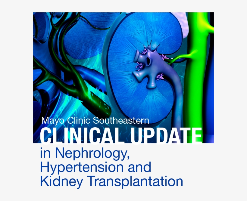 Course - Kidney, transparent png