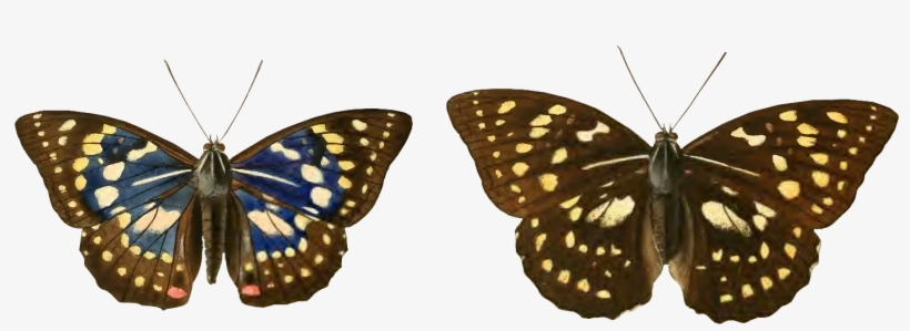 Sasakia Charonda Male And Female - Sasakia Charonda, transparent png