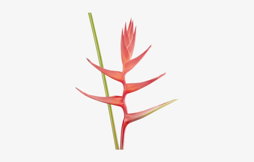 Heliconias Colombianas, Familia Heliconiaceae, Flores - Lobster-claws, transparent png