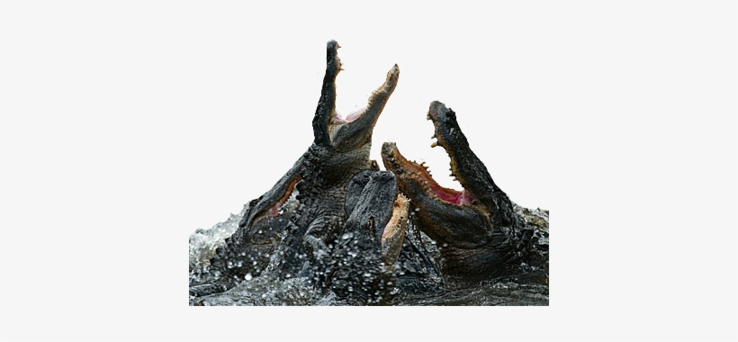 Alligators Fighting, transparent png