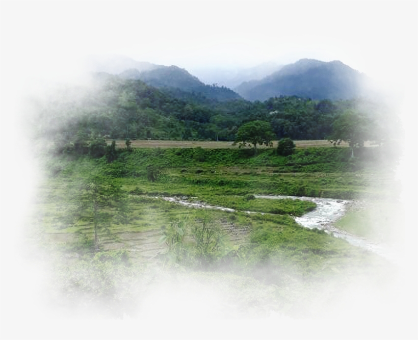 1 - Tree, transparent png