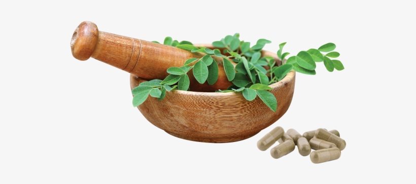 Moringaleaf - Moringa Oleifera Leaf Png, transparent png