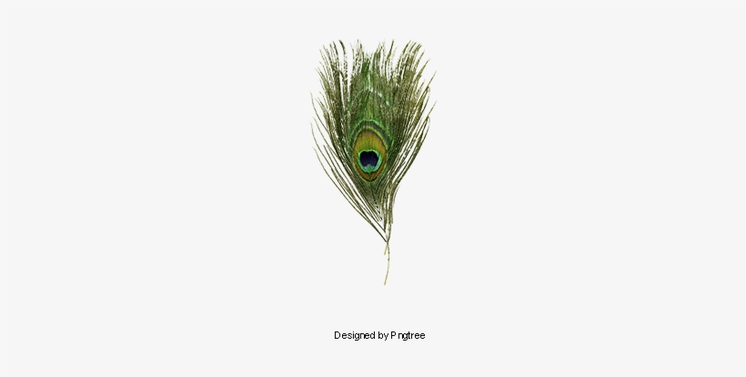 Peacock Feather, Peacock Clipart, Peacock, Feather - Feather, transparent png