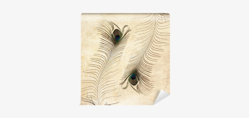 Textured Old Paper Background With Peacock Feather - Feather, transparent png