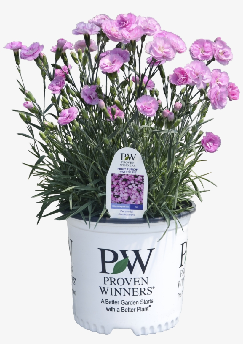 Dianthus Sweetie Pie - Proven Winners Tiny Wine Ninebark - Physocarpus O., transparent png