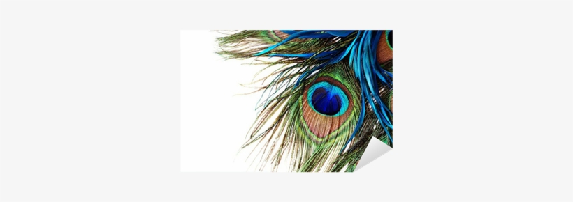 Peacock Feather Wall Vinyl, transparent png