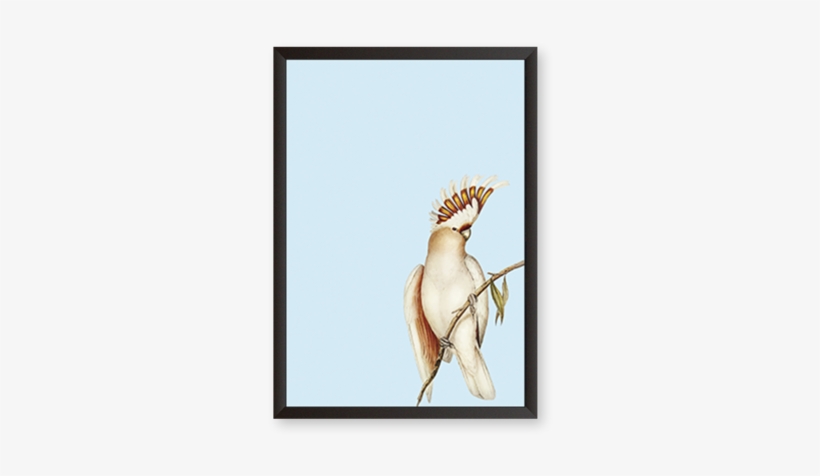 Cockatoo Illustration Cockatoo Illustration - Illustration, transparent png