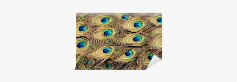 Peacock Feathers, transparent png