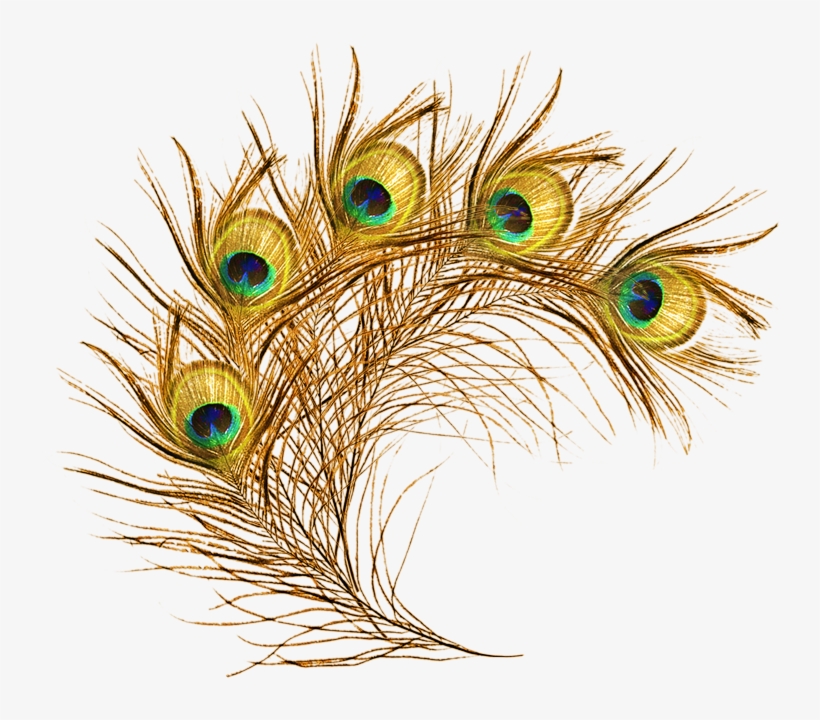 The Feather Peafowl Peacock - Peacock Feather Peacock Png, transparent png