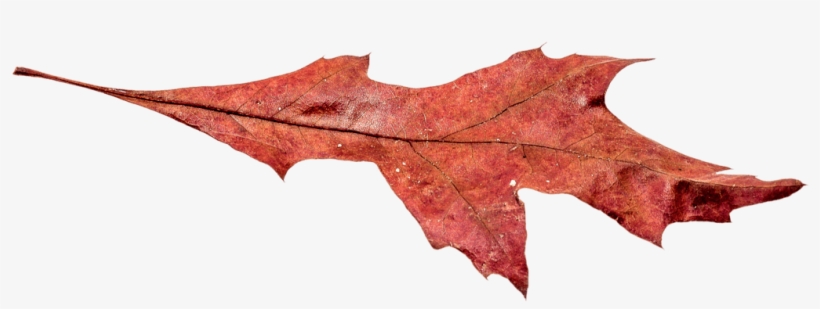 Autumn Broad Leaf Png - Autumn Leaf Pngs, transparent png