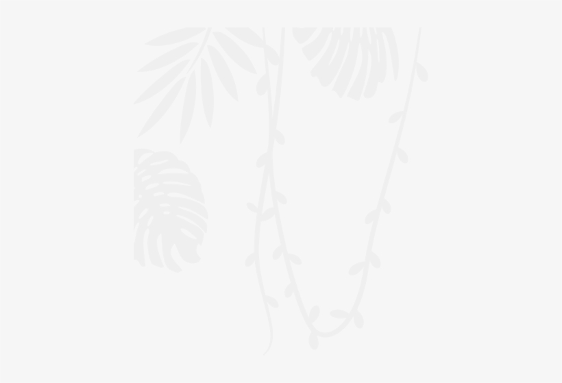 Peacock - Illustration, transparent png