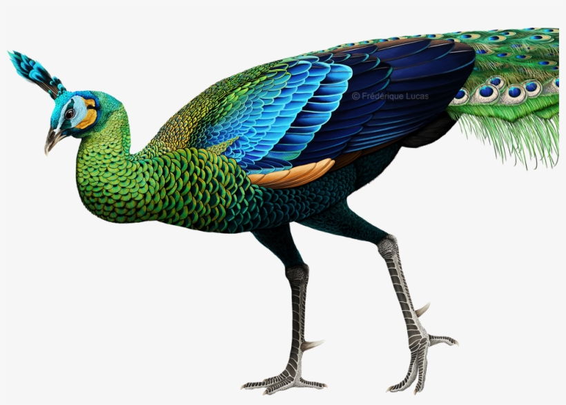 Pavo Muticus Png, transparent png