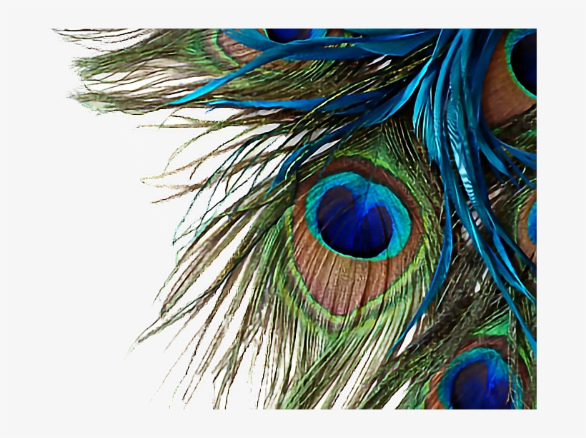 Peacock Feather High Resolution, transparent png