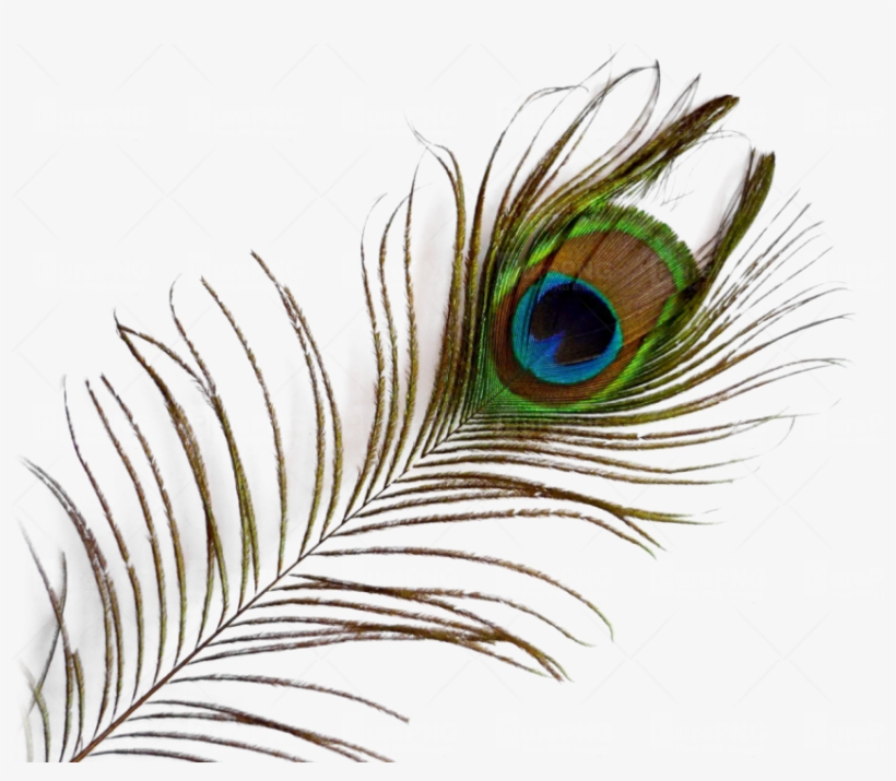Single Peacock Feathers With Flute Png Download - Peacock Feather Png, transparent png