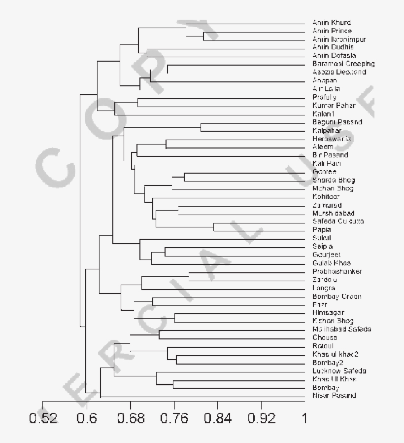 Upgma Tree Based On Jaccard's Coefficient Revealing - Upgma, transparent png