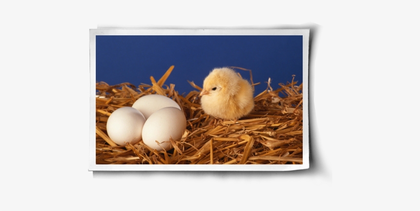 What's Wrong With Backyard Eggs Post Image - Baby Bird From Egg, transparent png