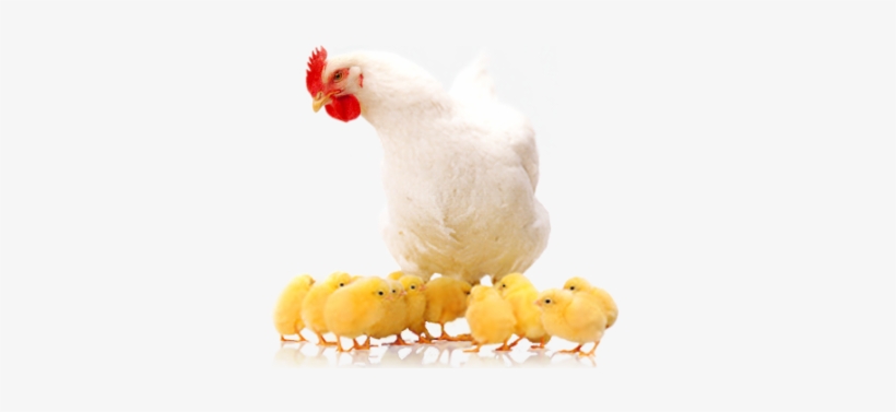 Layer Hen Rearing - Poultry, transparent png