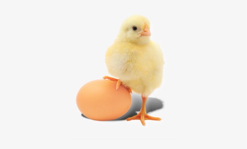 Pause - Day Old Chicks Png, transparent png
