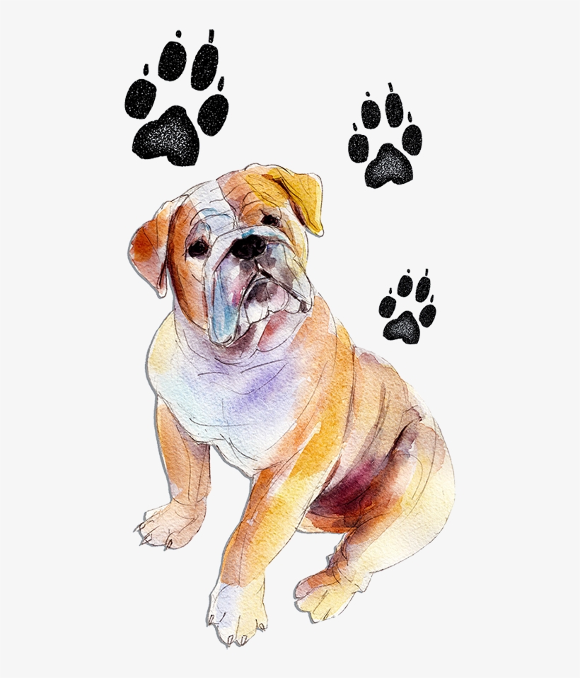 Lonna@hellopawprints - Com - Olde English Bulldogge, transparent png