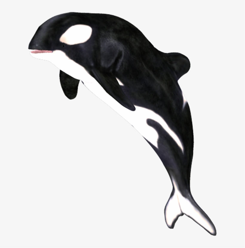 By Clipartcotttage On Deviantart - Whale Png, transparent png