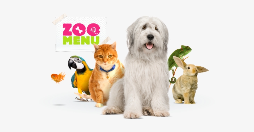 Online Shop For Pets - Pet Shop Animais Png, transparent png