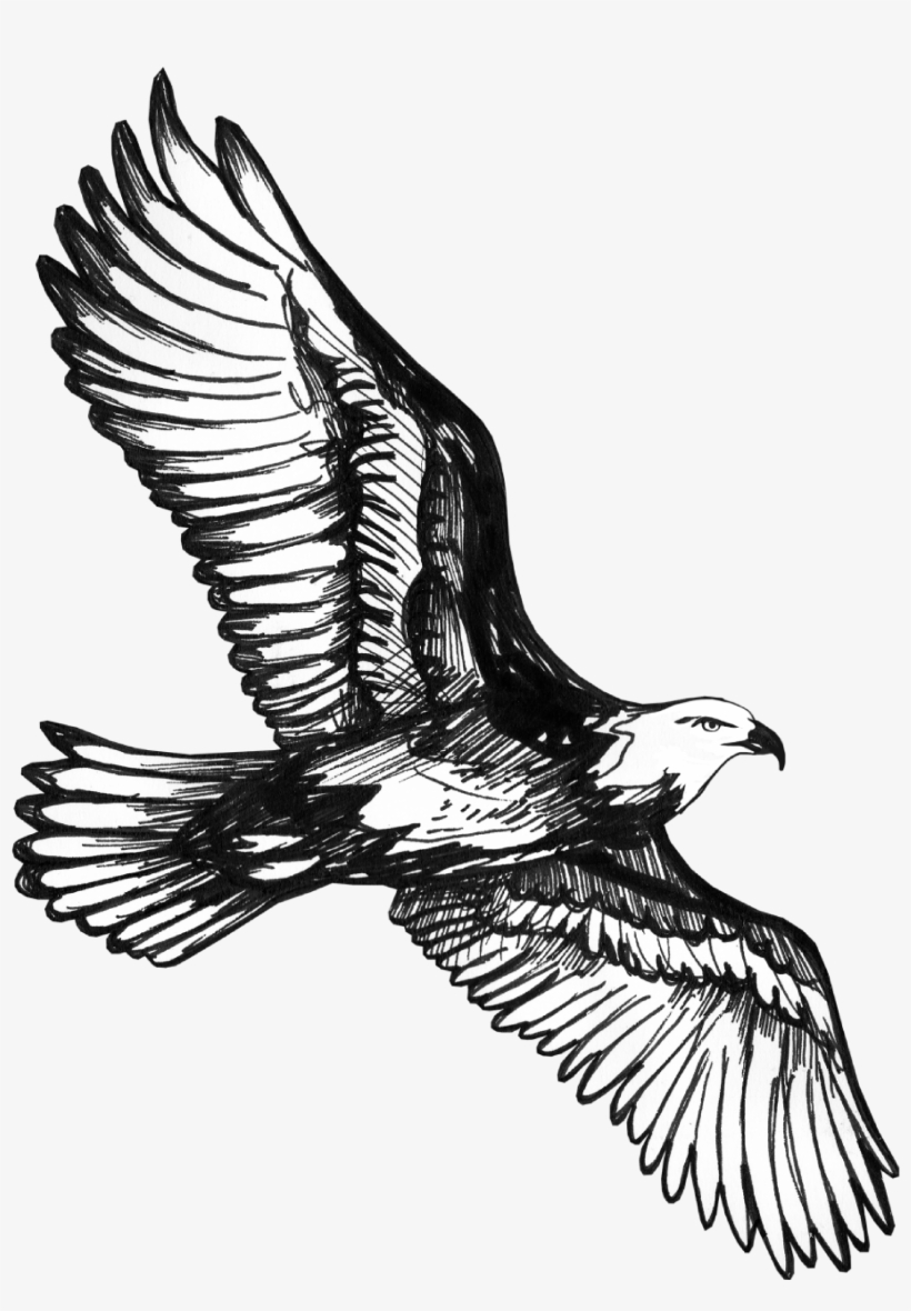 Red-tailed Hawk, transparent png
