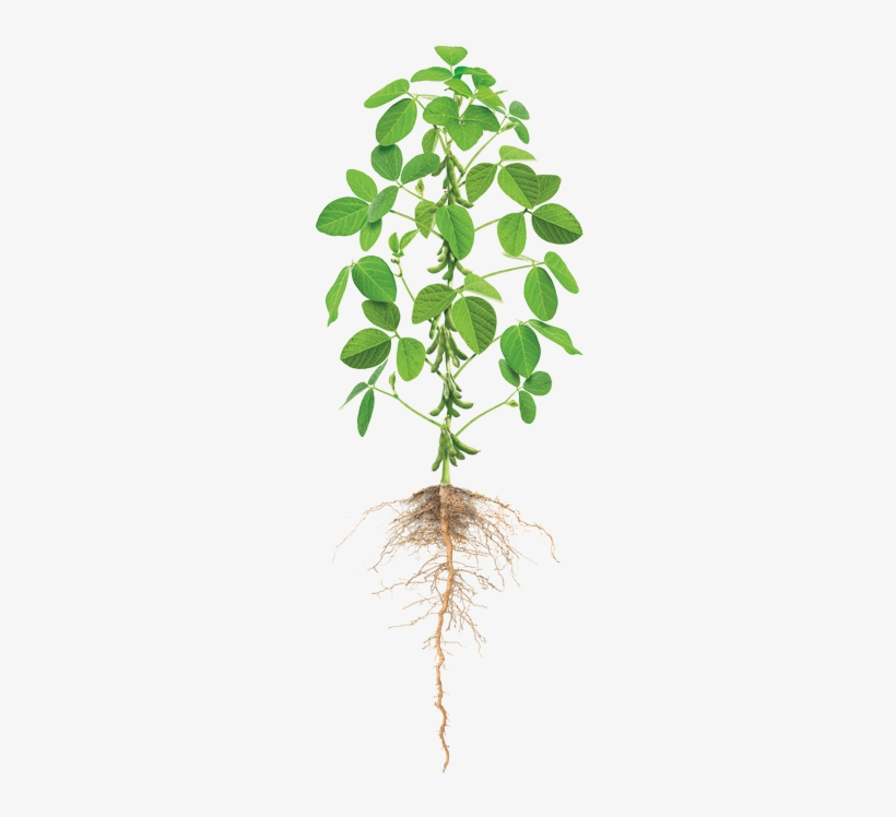 Cannabis Png Images Free Download - Phosphorus Management In Crop Production, transparent png