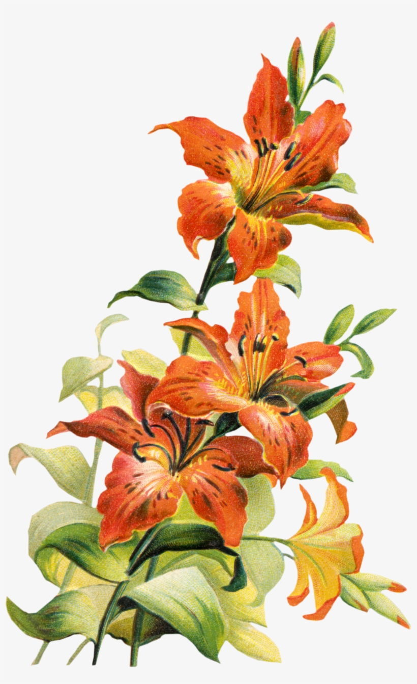 195832 Tiger Lily Flower Clipart Free Clip Art Images Tiger Lily