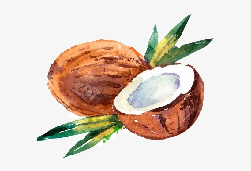 Watercolor Coconut, transparent png