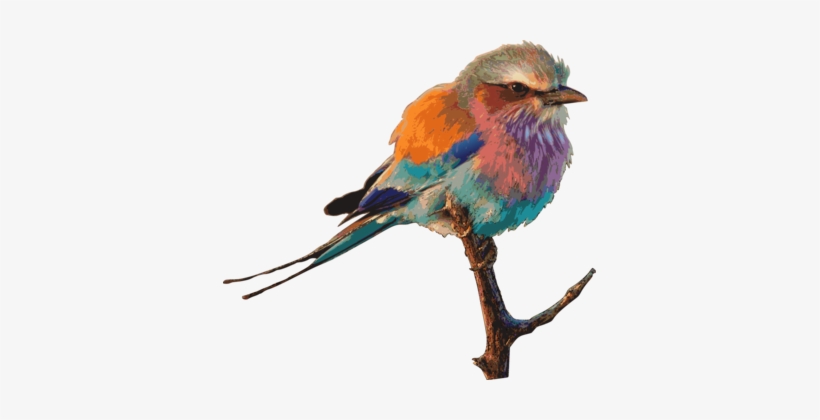 Eastern Bluebird Birds & Birding Drawing Birdwatching - Roller Bird Png, transparent png