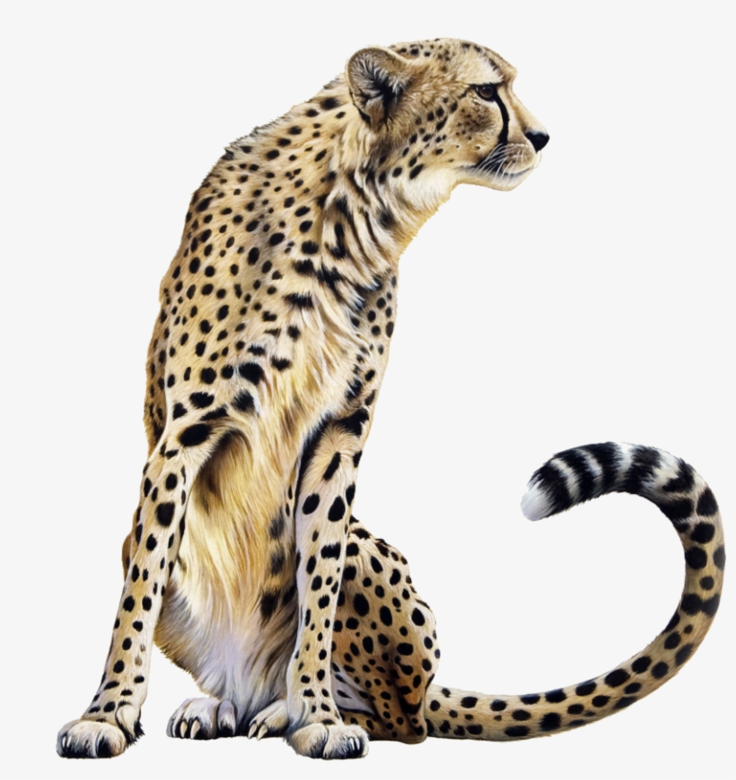 Cheetah Png - Cheetah Png Transparent, transparent png