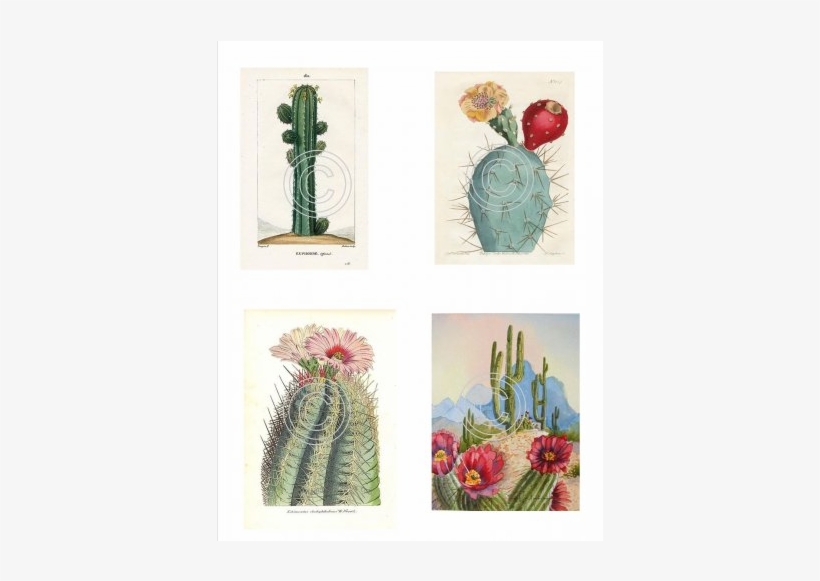 Desert Plant I Framed Art Print Multi, transparent png