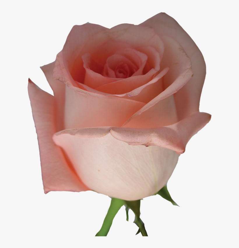 Light Pink Rose Png, transparent png