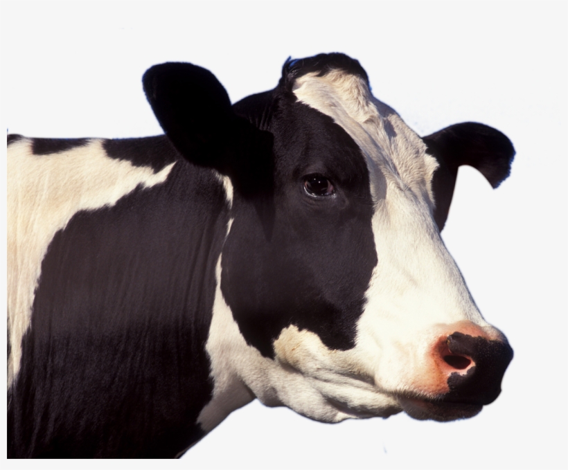 Cow Face Png Picture - Cow Head Png, transparent png