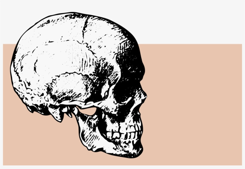 Skull Computer Icons Bone Drawing Human Skeleton - Skull Side View Png, transparent png