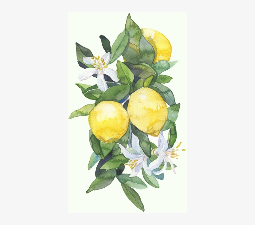 6 Reasons - Lemon Tee Art Print - Mini By Timea Terenyei, transparent png