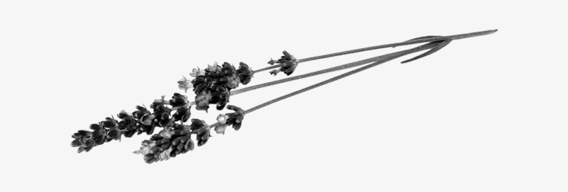 Lavender Illustration - French Lavender, transparent png
