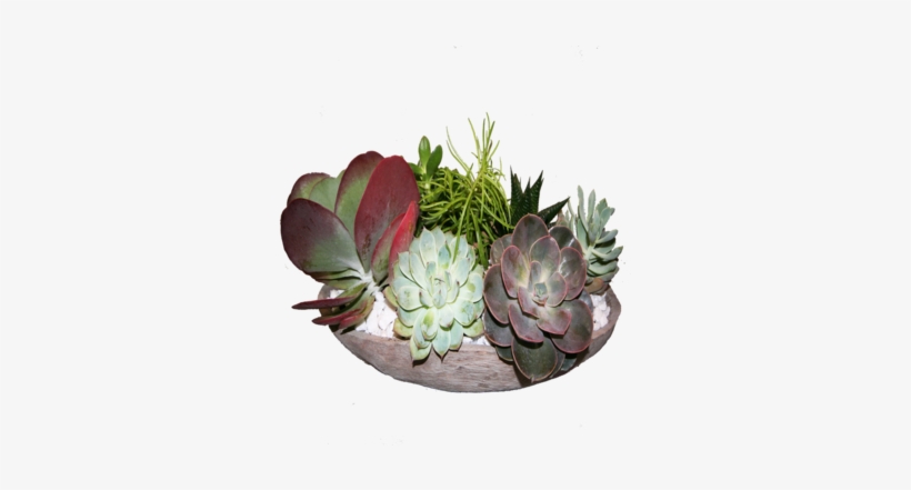 Succulent Garden - Agave, transparent png