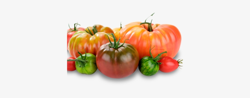 Summer Seasonal Ingredients What's Good Now At Seasons - Heirloom Tomato, transparent png