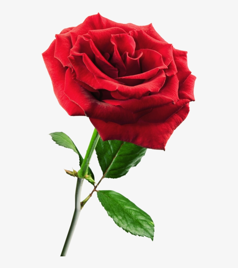 Rosa ,en Formato Png - Roll On Hot Depilatory Wax Cartridge Heater Waxing, transparent png