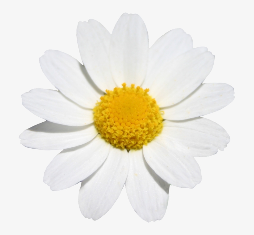 Летний Скрап-набор - Chamomile, transparent png